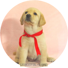 英国ラブラドールの子犬